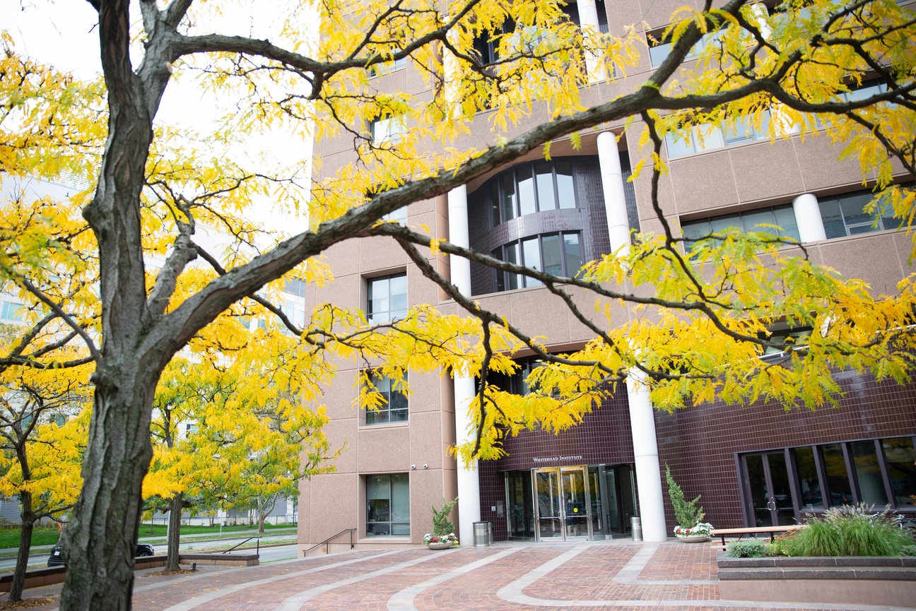 Branches from a tree with yellow leaves stretch across the image in front of Whitehead Institute
