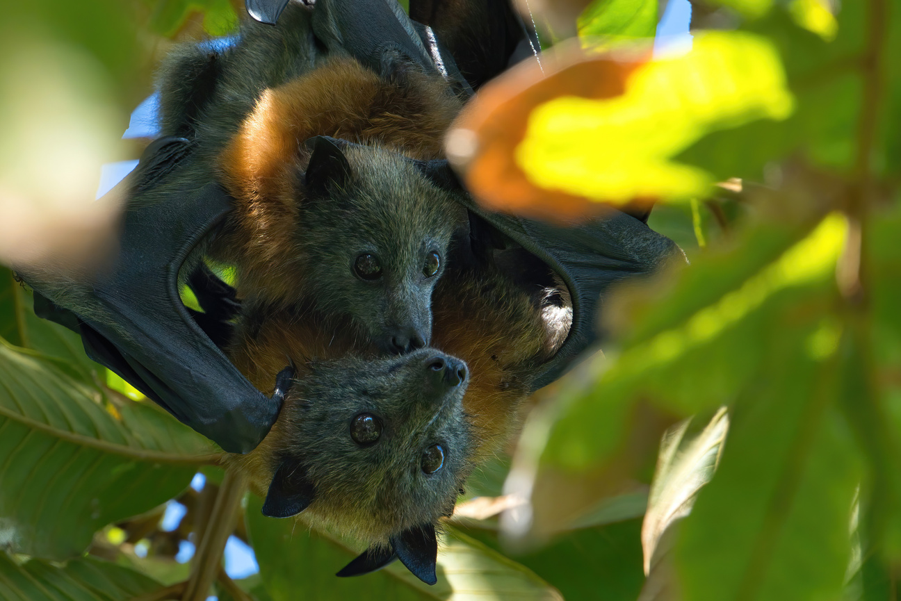 A flying fox pup and its mother snuggled together, with faces pressed against each other, each with big puppydog eyes, hanging upside down in a tree