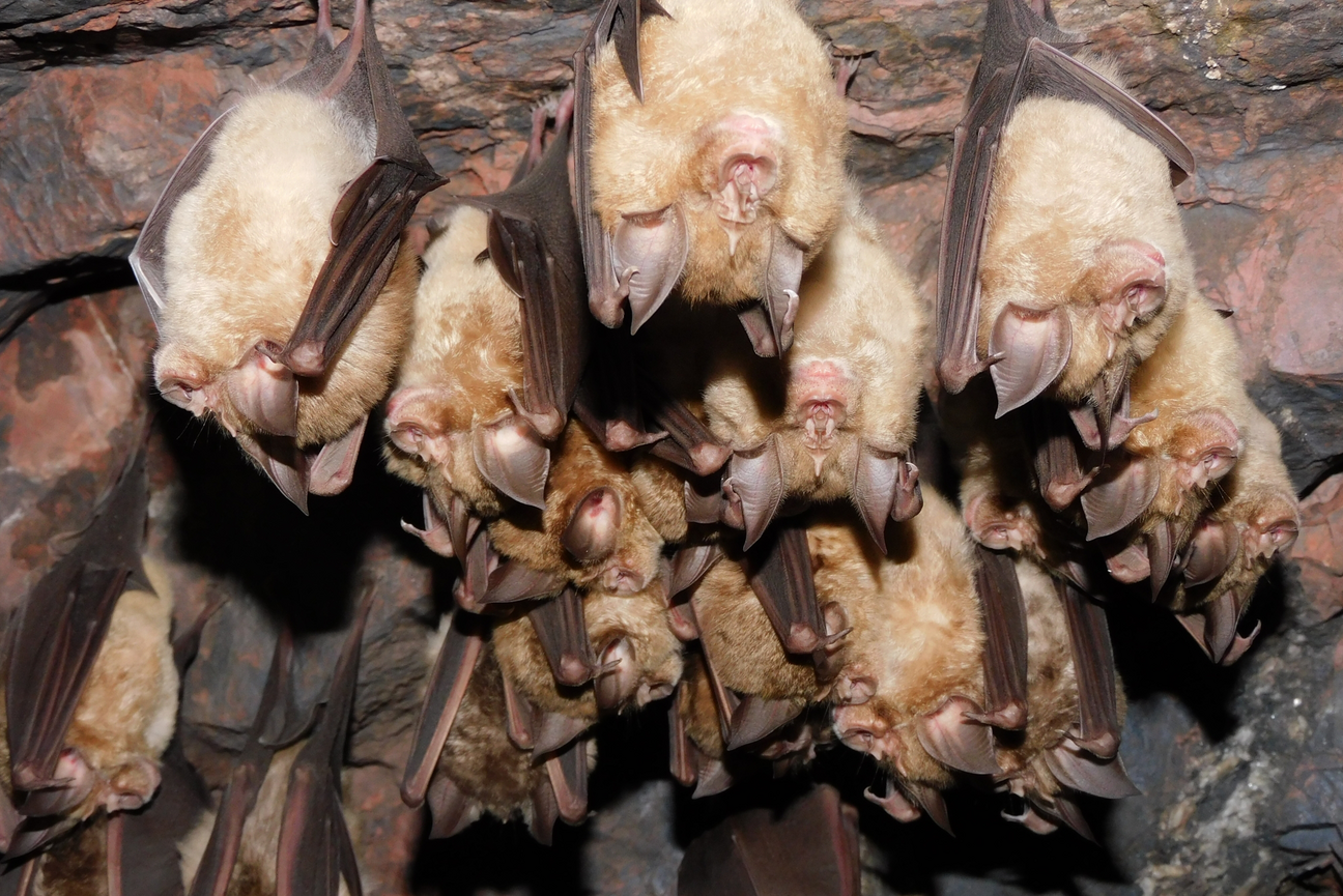 A group of bats hanging upside down in a cave. They have large concave noses and ears. Their eyes are not visible.