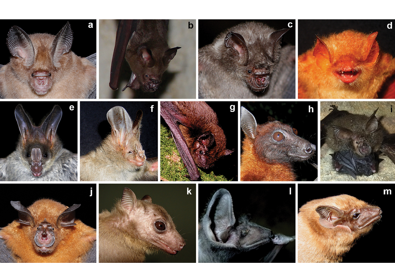 A collage of bat species with different facial features, coloration, and more. Each coded with a letter.