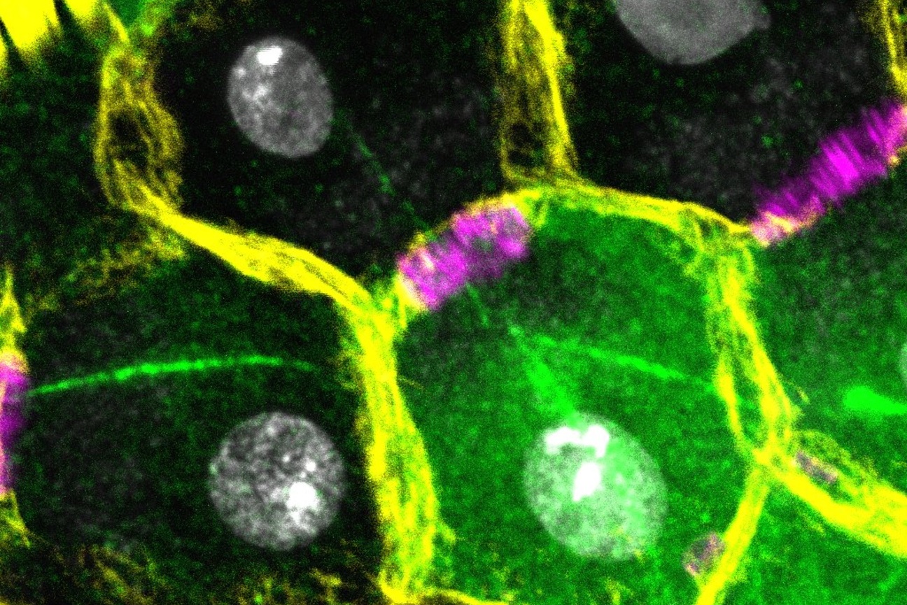 Stellate protein undergoes asymmetric segregation during male meiosis in Drosophila
