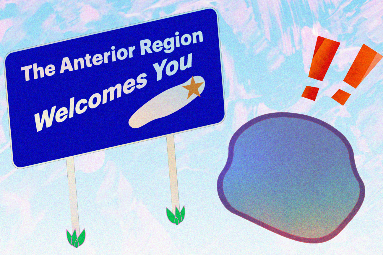 a cartoon neoblast faces a road sign that reads "the anterior region welcomes you"