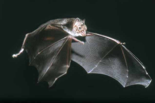 A close up of a bat in flight, with wings currently below the body, against a black background