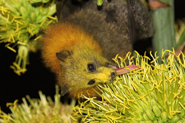 A flying fox with its tongue out, head sideways, licking flowers, Its head is covered in yellow pollen