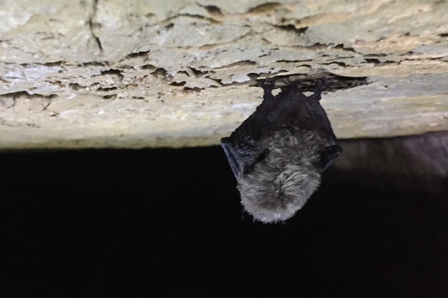 A small bat hangs upside down from a cave ceiling, hibernating. Its face is tucked towards its body and not visible.