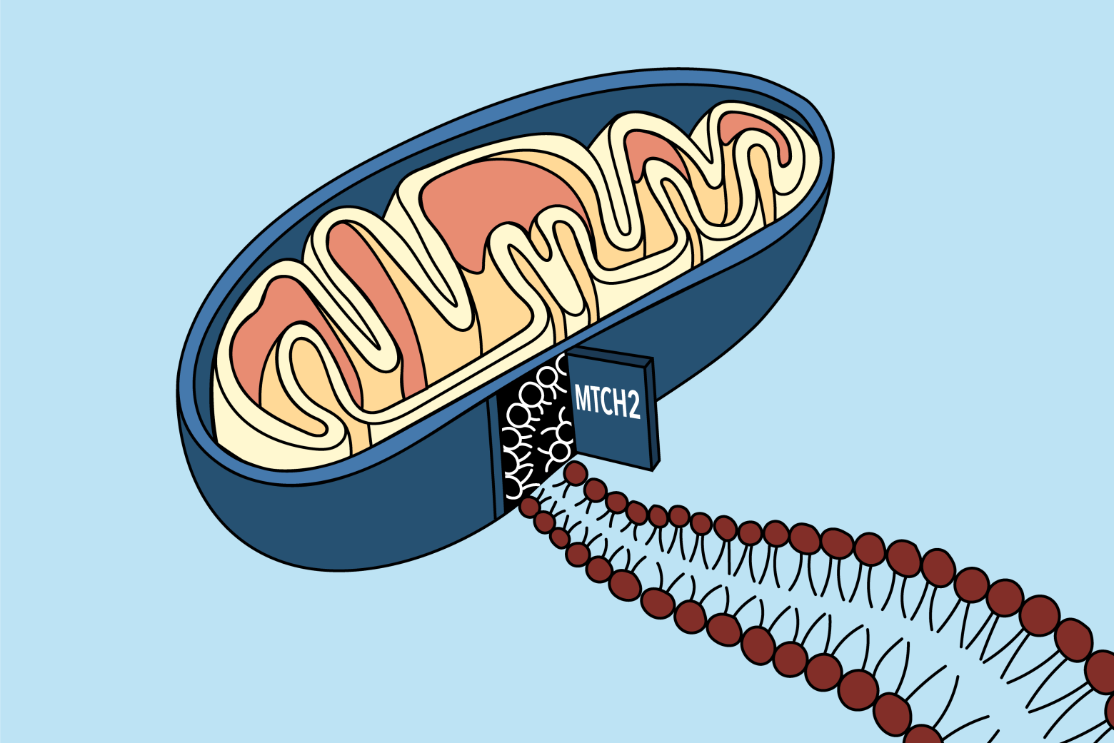 A door Into The Mitochondrial Membrane Whitehead Institute a-door-into-the-mitochondrial-membrane-whitehead-institute