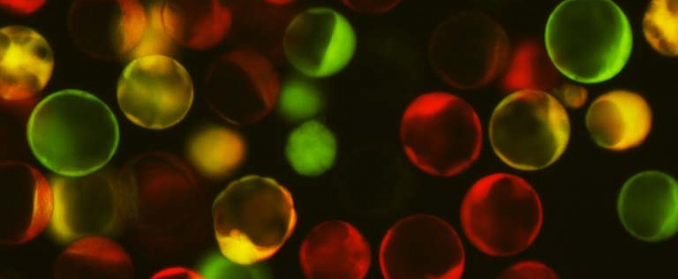 Colorful dots on a black background.