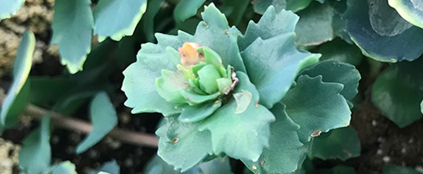 Picture of a golden root plant