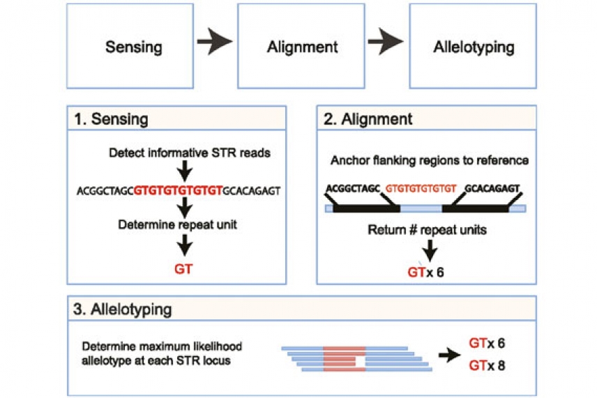 DNA Flanking Region - an overview