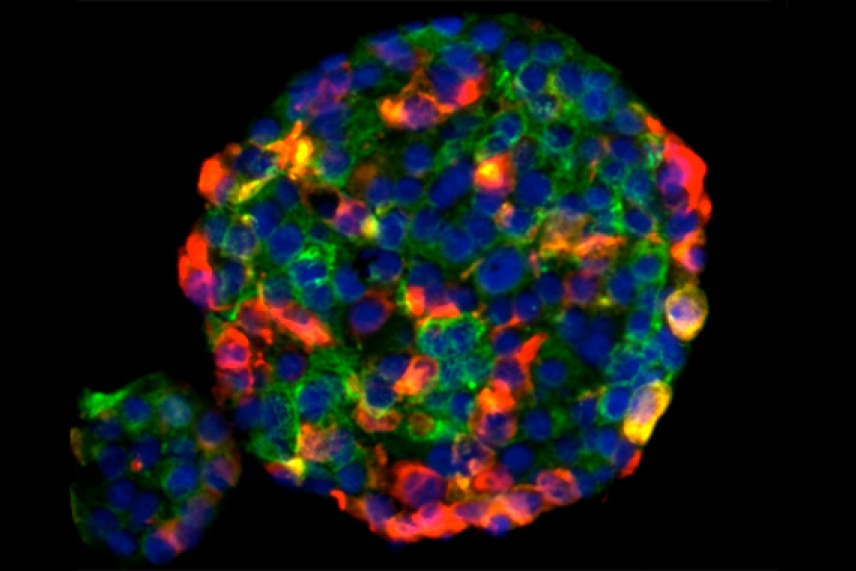 Embryonic pathway delivers stem cell traits | Whitehead Institute