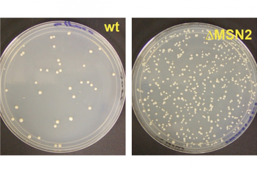 A Petri dish on the left shows a few scattered white dots. A Petri dish on the right is densely filled with white dots.