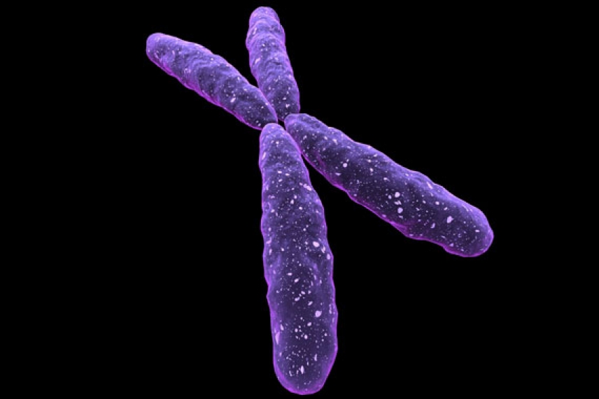 Sex Chromosome Shocker The Female X A Key Contributor To Sperm Production Whitehead Institute