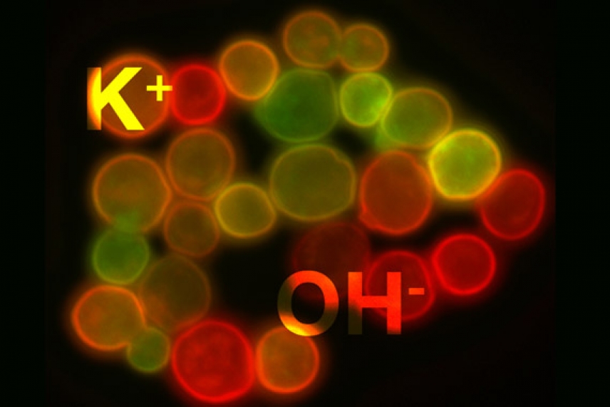 Yeast cells in red, yellow, green with "K+" in one corner and "OH-" in the opposite corner overlayed on cells