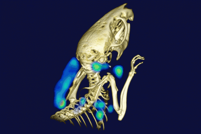 PET image showing the locations of immune cells in a live mouse