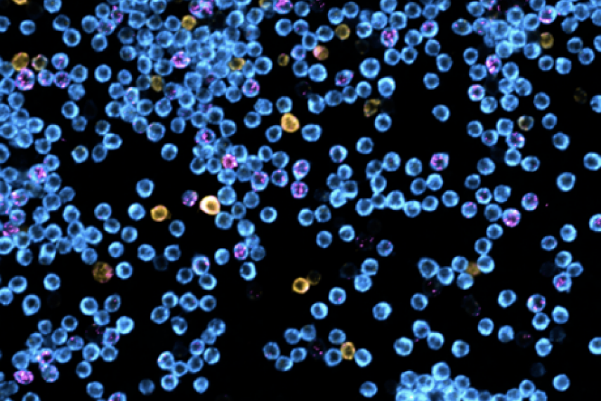A black background dotted with blue and pink and yellow cells.