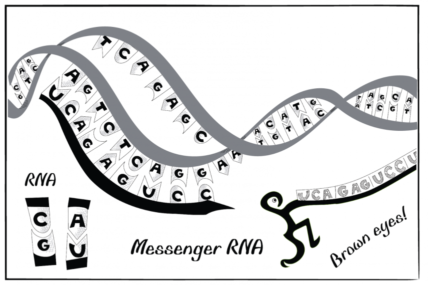 Intro to RNA Biology: Cartoon Edition | Whitehead Institute