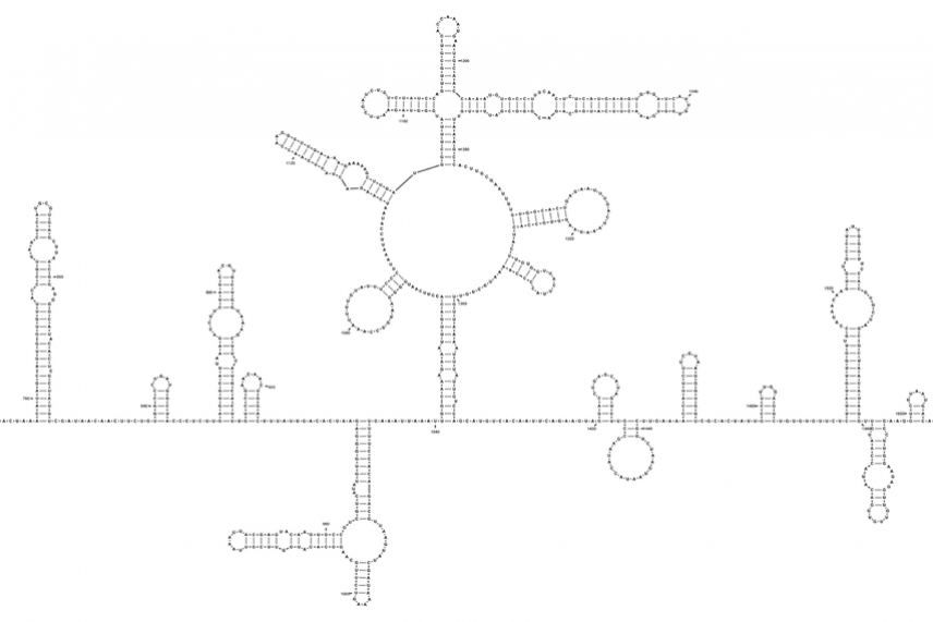 Loops in an RNA molecule.