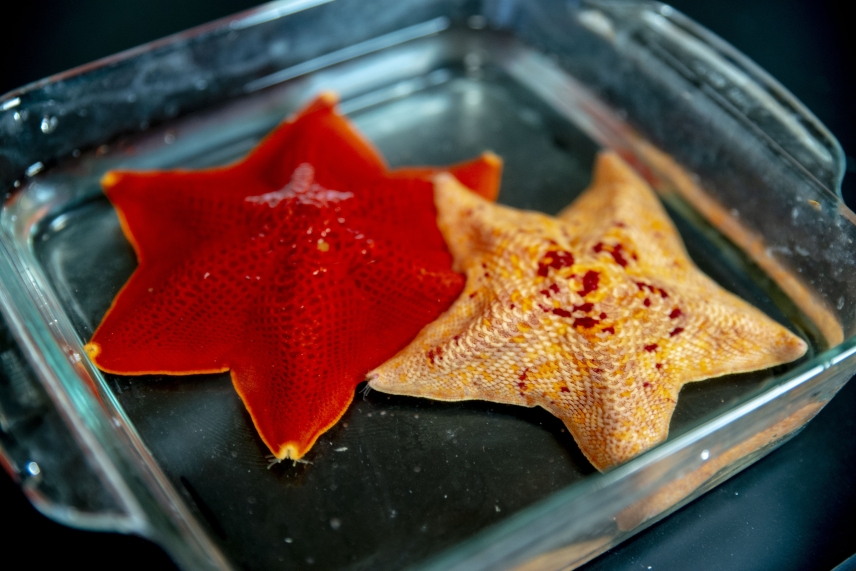 Two sea stars in a bowl