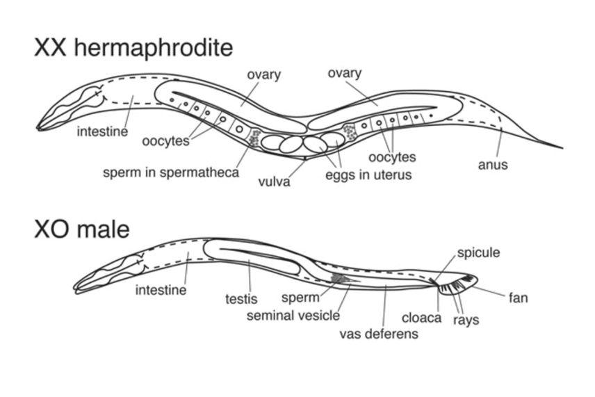 Unusual Labmates: How C. Elegans Wormed Its Way Into Science Stardom 