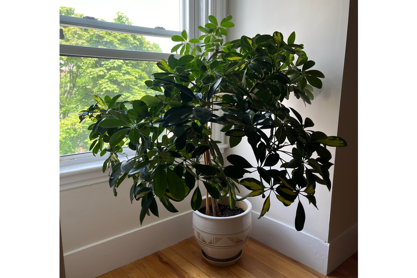 A stout umbrella tree sit in a planter next to a sunny window