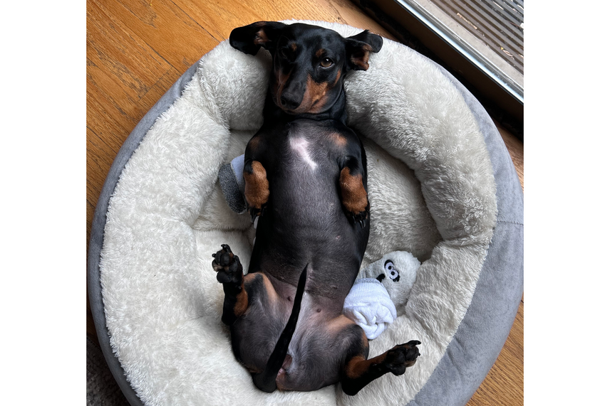 A black and brown weiner dog on her back in a dog bed, with paws and tail splayed, looking up at the camera