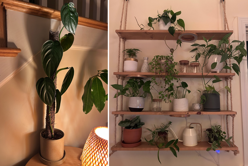 Left: a climbing viny plant with dark green leaves. Right: an assortment of green plants in pots on a set of hanging wood shelves.