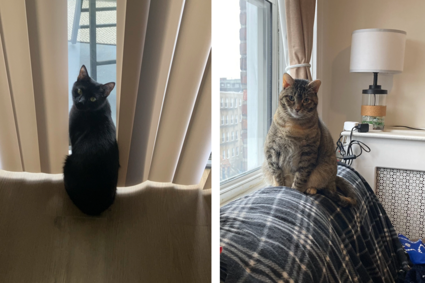 Photo of a black cat with head turned beside a glass door, and a stout-looking stripey grey cat sititng on the back of a couch near a window