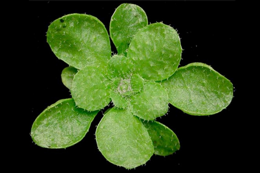 Photo of Arabidopsis thaliana