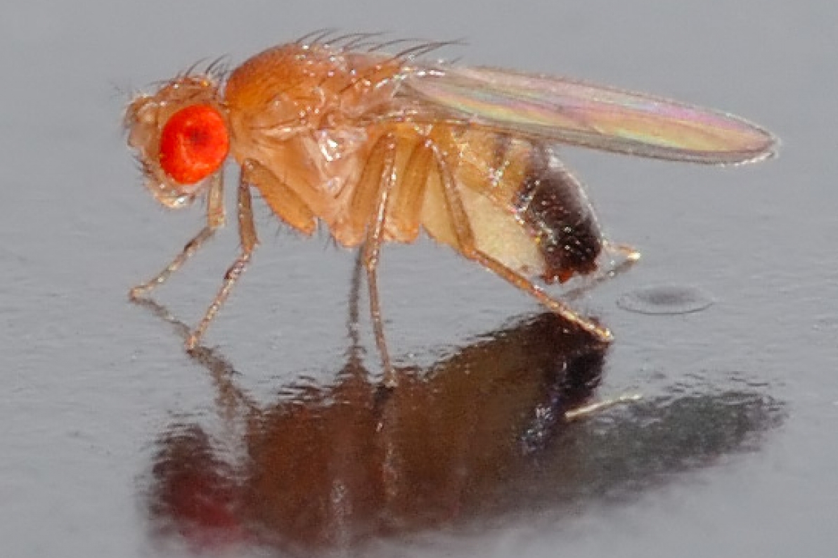 Won for All: How the Drosophila Genome Was Sequenced