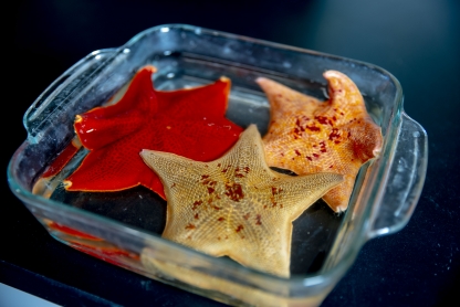 Orange, yellow and red starfish in a glass dish.