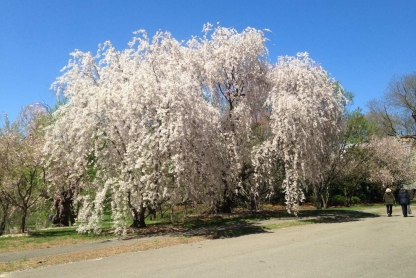 A tree with white flowers stands across the paved walkway. Two people are walking away along the path at the edge of frame.