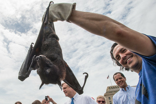 A massive bat is hanging from a man's gloved hand held high up in the air. The bat appears to be longer than the man's forearm.