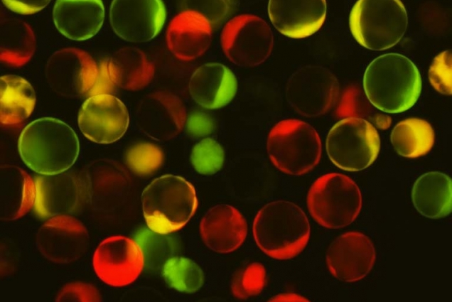 Colorful dots on a black background.