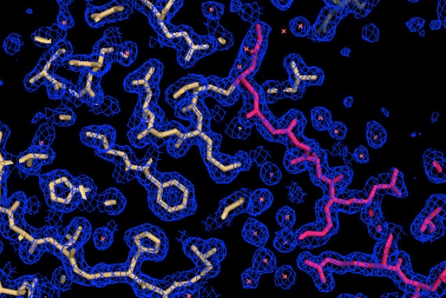 Schematic showing the electron density of the herpes-specific protein m48