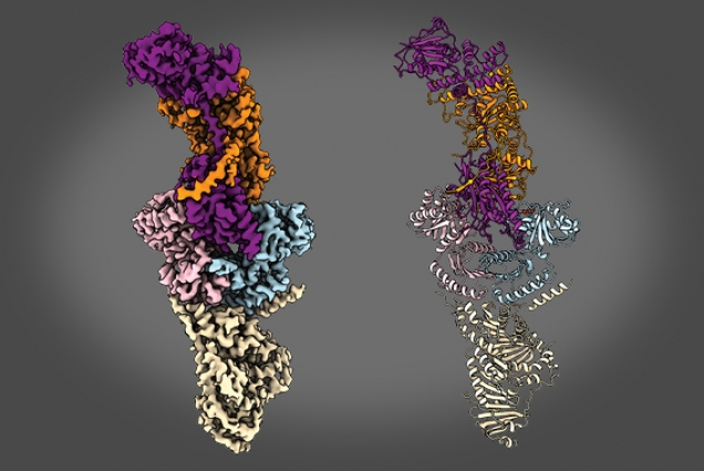 The FLCN-FNIP-Rag-Ragulator complex