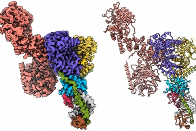 Image of structure of the raptor - rag - ragulator protein comples